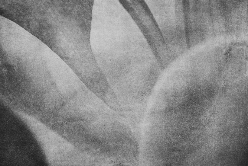 Organic composition IX | 2017 | 38x58cm | photogravure